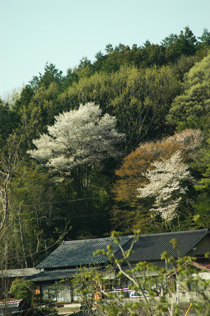 山里の桜機種:NIKON D70
露出時間:1/1000秒
レンズF値:F5.0
オリジナル撮影日時:2005:04:27 16:05:04
露光補正量:EV0.3
レンズの焦点距離:210.00(mm)
ISO設定:640