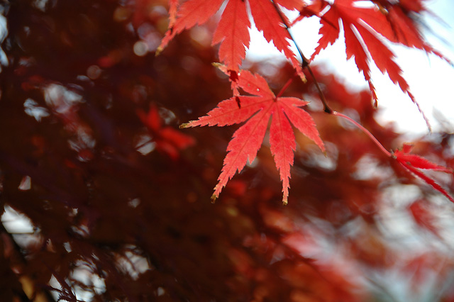 かえで機種:NIKON D70
露出時間:1/400秒
レンズF値:F5.6
露出制御モード:プログラムAE
オリジナル撮影日時:2006:12:10 13:53:58
露光補正量:EV0.3
自動露出測光モード:スポット測光
フラッシュ:オフ
レンズの焦点距離:200.00(mm)
レンズの焦点距離(35mm):300(mm)
ISO設定:200