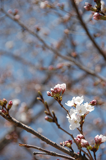 桜機種:NIKON D70
露出時間:1/640秒
レンズF値:F6.3
露出制御モード:プログラムAE
オリジナル撮影日時:2007:04:08 11:57:34
露光補正量:EV0.3
自動露出測光モード:分割測光
フラッシュ:オフ
レンズの焦点距離:105.00(mm)
撮影モード:オート
ホワイトバランスモード:オート
レンズの焦点距離(35mm):157(mm)
ISO設定:200