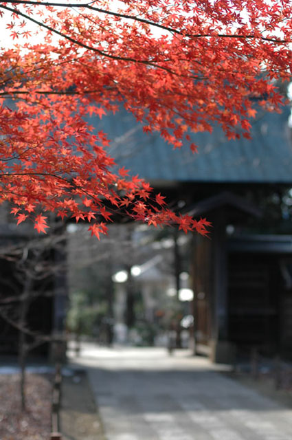 正月紅葉機種:NIKON D70
露出時間:1/1250秒
レンズF値:F2.0
オリジナル撮影日時:2005:01:04 11:23:03
露光補正量:EV0.7
レンズの焦点距離:50.00(mm)
ISO設定:640