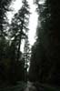 Redwood国立公園