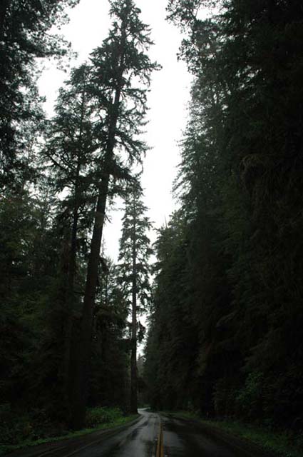 Redwood国立公園機種:NIKON D70
露出時間:1/160秒
レンズF値:F6.3
オリジナル撮影日時:2005:03:28 03:03:41
露光補正量:EV0.3
レンズの焦点距離:18.00(mm)
ISO設定:400